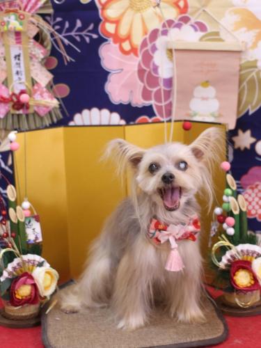 20240130ココちゃん 